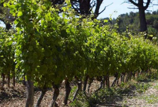 生産者紹介　ロランジェリー