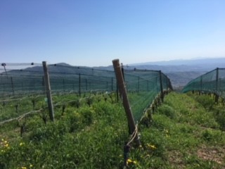 生産者紹介　ジーニ