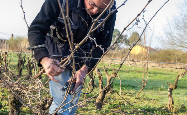 生産者紹介　ドメーヌ　ド　ラ　ヴァンソニエール（ローラン　ペロー）